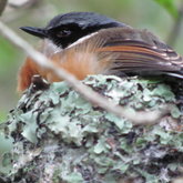Female Cape Batis on her nest, Platbos Forest